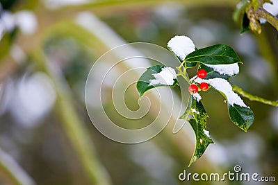 Holly bush in winter with short depth of field Stock Photo