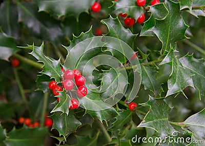 Holly Close up Stock Photo