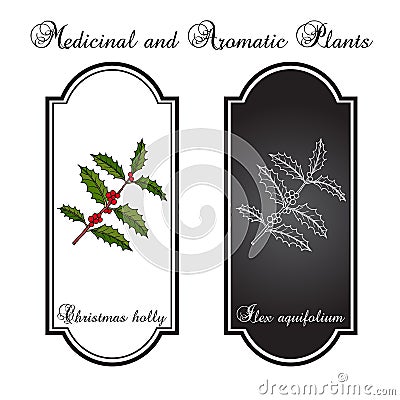 Holly Ilex aquifolium tree branch with green leaves and red berries Vector Illustration