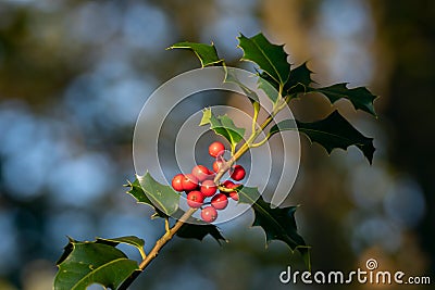 Holly bough with red berries in autumn Stock Photo