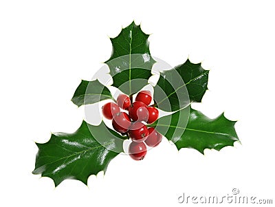 Holly Isolated on White Stock Photo