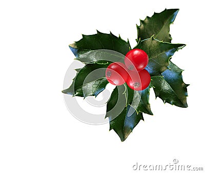 Holly Leaf and Berries Stock Photo