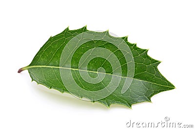 Holly leaf Stock Photo
