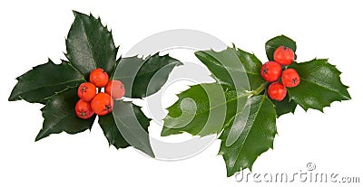 Holly leaves Stock Photo