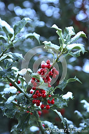 Holly with Snow Stock Photo