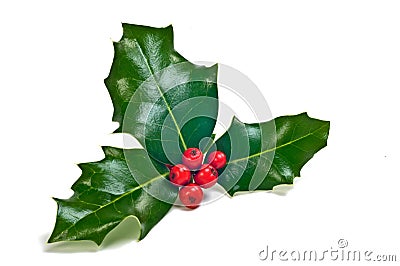 Holly sprig Stock Photo