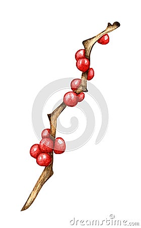 Holly sprig with red berries, ilex watercolor. Vector Illustration