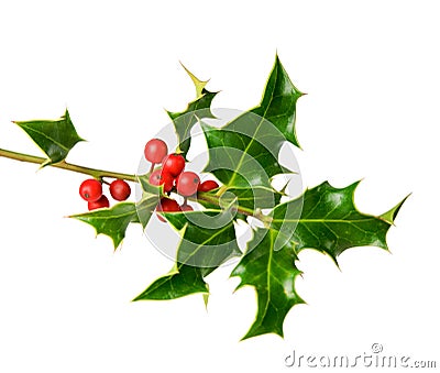 Holly tree twig with berries Stock Photo