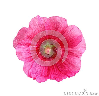 Hollyhock Stock Photo