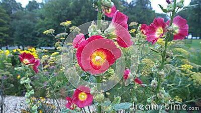 Hollyhock Alcea rosea Sensory Garden, Dartmouth Park, West Bromwich, England Stock Photo