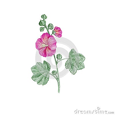 Hollyhock flower, drawing by colored pencils Cartoon Illustration