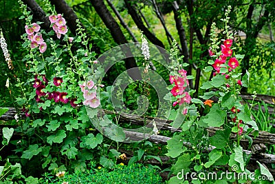 Hollyhock Flowers in a Garden Stock Photo