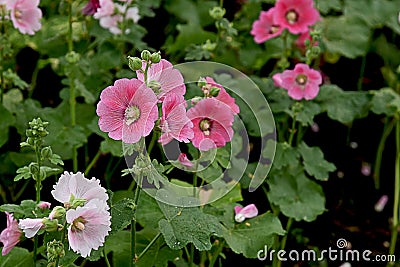 Hollyhock flowers Stock Photo