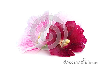 Hollyhock isolated Stock Photo