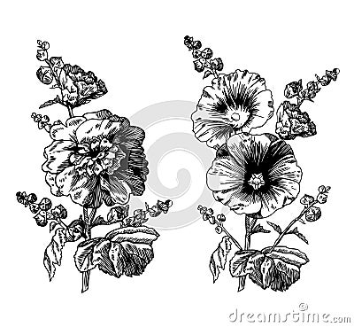 Hollyhock and Mallow Vector Illustration