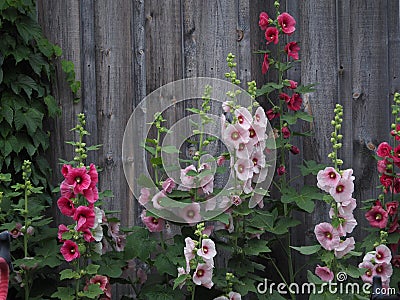 Hollyhocks Against a Barn Stock Photo