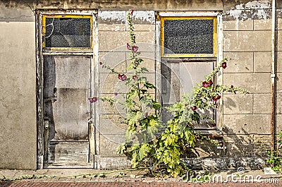 Hollyhocks against an old wall Stock Photo