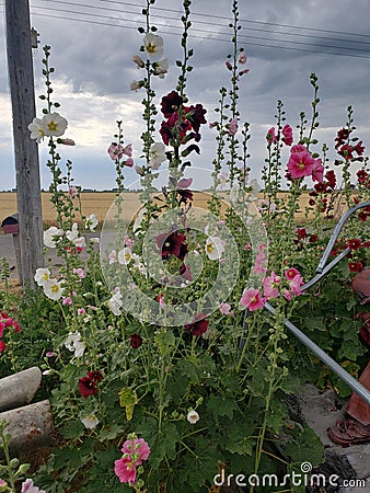 Hollyhocks in late summer blooms of red pinks and white Stock Photo