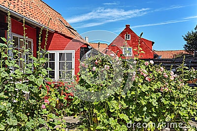 Hollyhocks and roses growing in front of the traditional red cottage house in Svaneke. Editorial Stock Photo