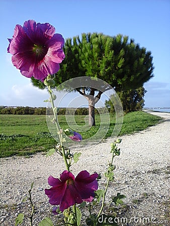 Hollyhook in the OlÃ©ron Island France Stock Photo