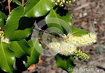 Hollyleaf cherry, Eevergreen cherry, Prunus ilicifolia Stock Photo