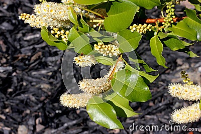 Hollyleaf cherry, Eevergreen cherry, Prunus ilicifolia Stock Photo