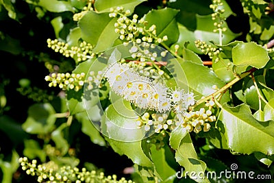 Hollyleaf cherry, Eevergreen cherry, Prunus ilicifolia Stock Photo