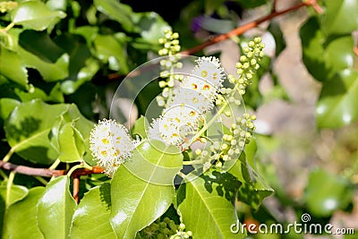 Hollyleaf cherry, Eevergreen cherry, Prunus ilicifolia Stock Photo