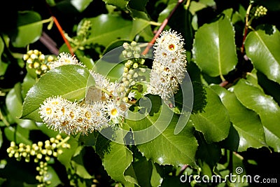 Hollyleaf cherry, Eevergreen cherry, Prunus ilicifolia Stock Photo