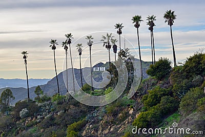 Hollywood Sign surrounded with Palm Trees on Mount Hollywood at Sunset Editorial Stock Photo