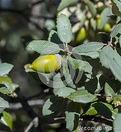 Holm Oak, Quercus ilex subsp. rotundifolia Stock Photo