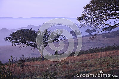 Holm oaks in early morning fog Stock Photo