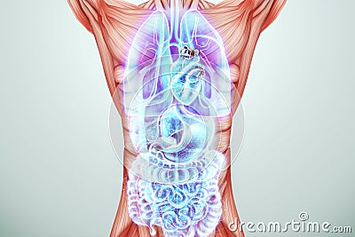 A hologram of human internal organs and the body of a beautiful young girl. Internal organs scan, abdominal ultrasound, complete Stock Photo