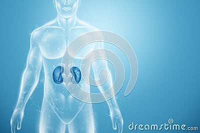 Hologram of the kidneys in the human body. Healthcare of the future. Modern medical science. 3D illustration, 3D rendering Cartoon Illustration