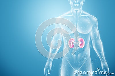 Hologram of the kidneys in the human body. Healthcare of the future. Modern medical science. 3D illustration, 3D rendering Cartoon Illustration