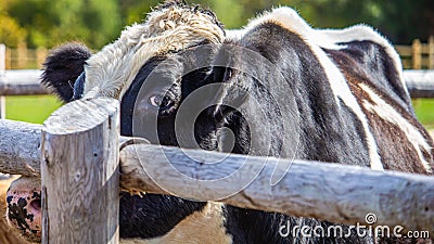 A Holstein Bull at a Fence Stock Photo