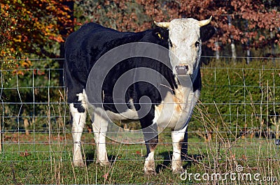 Holstein bull in paddock Stock Photo