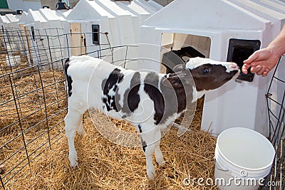 Holstein Calf Stock Photo
