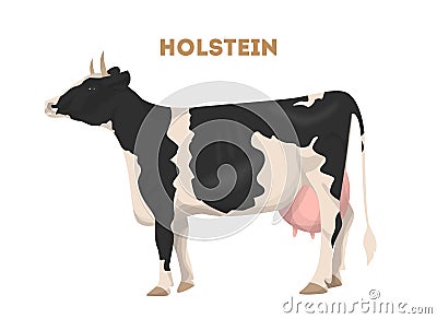 holstein cattle. Vector Illustration