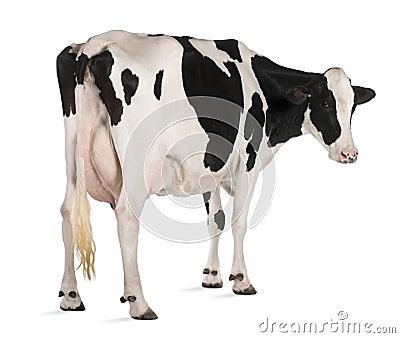 Holstein cow, 5 years old, standing Stock Photo