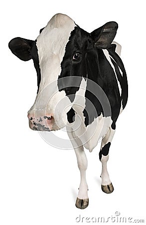 Holstein cow, 5 years old, standing Stock Photo