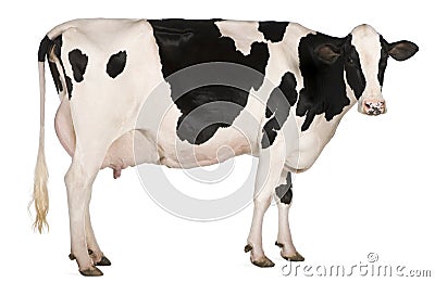 Holstein cow, 5 years old, standing Stock Photo