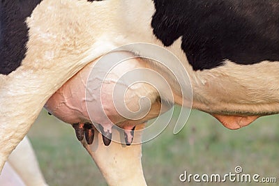 Holstein cow big udder full of milk Stock Photo