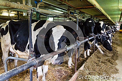 Holstein cow dairy farming Stock Photo