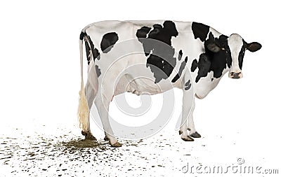 Holstein cow pooping, 5 years old Stock Photo