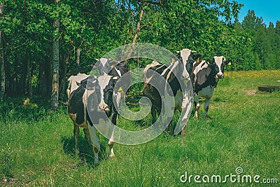 Holstein cows cattle in the meadow - vintage retro look Stock Photo