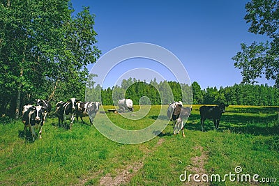 Holstein cows cattle in the meadow - vintage retro look Stock Photo