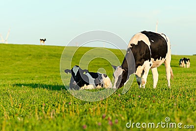 Holstein cows grazing Stock Photo