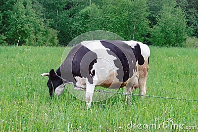 Holstein dairy cow feeding eating grass in a field pasture on summer day, natural organic dairy production concept Stock Photo