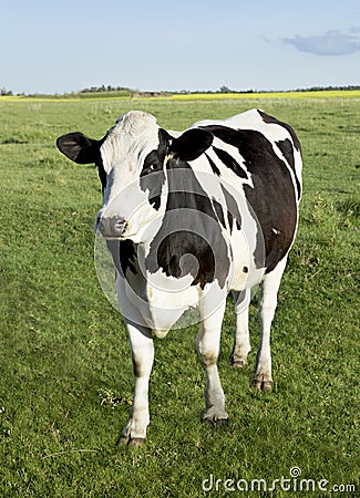 Holstein dairy cow Stock Photo